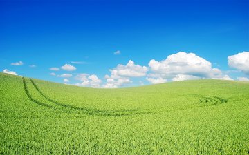 небо, облака, природа, поле, пшеница