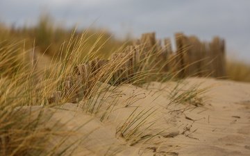 трава, природа, песок, пляж, забор, ветер, дюны, песка, изгородь, ветряная, дюна
