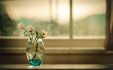 цветы, фон, ромашки, букет, окно, ваза