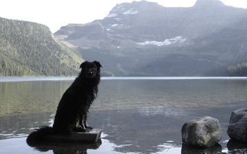 собака, канада, провинция альберта, бордер-колли, бордер колли, cобака, cameron lake, waterton national park, уотертон