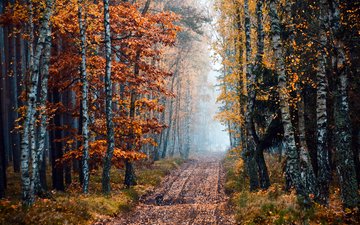 дорога, деревья, природа, лес, осень, береза