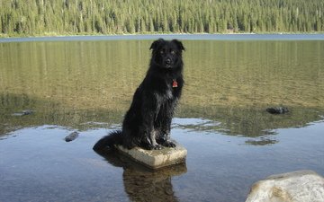 вода, собака, канада, scenery, провинция альберта, бордер-колли, бордер колли, cобака, cameron lake, уотертон