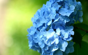цветы, макро, голубые, соцветие, гортензия