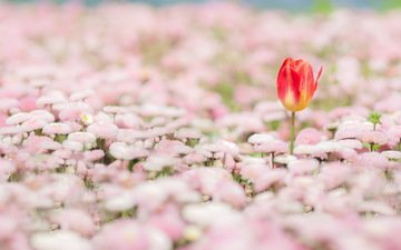 цветы, природа, весна, тюльпан, маргаритки