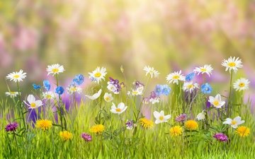 цветы, трава, природа, лучи солнца, лето, блики, ромашки, одуванчики, васильки, боке, лютики