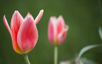 цветы, весна, тюльпаны, боке