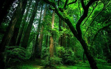 деревья, природа, лес, мох