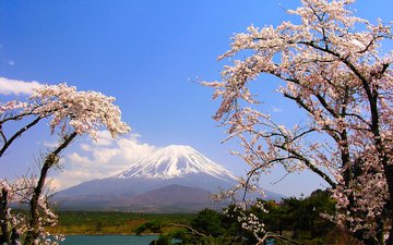 деревья, озеро, гора, япония, весна, сакура, фудзияма