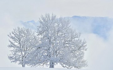 деревья, горы, снег, зима