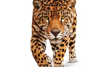 хищник, ягуар, белый фон, животное, зеленые глаза, дикая кошка