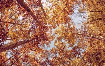 небо, деревья, листва, осень