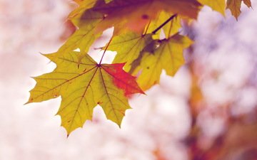 природа, листья, осень, размытость, кленовый лист