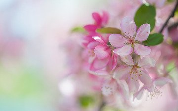 весна, розовый, сакура, нежность