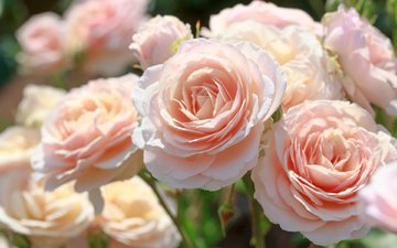 макро, розы, красота, розовый, нежность