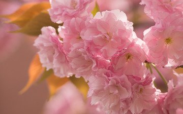 ветка, макро, весна, розовый, вишня, сакура, нежность