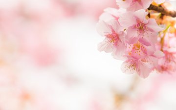 макро, весна, розовый, вишня, сакура, нежность