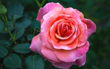 макро, цветок, роза, розовый