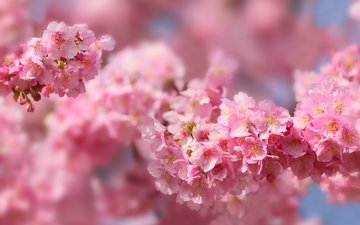 макро, весна, розовый, вишня, сакура