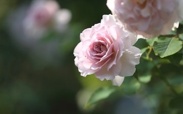 макро, роза, розовый, нежность