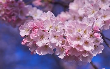 дерево, весна, розовый, вишня, сакура