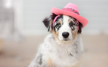 взгляд, собака, друг, шляпка, австралийская овчарка