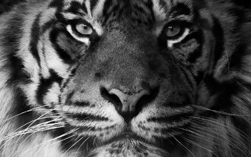 тигр, морда, взгляд, хищник, суматранский тигр