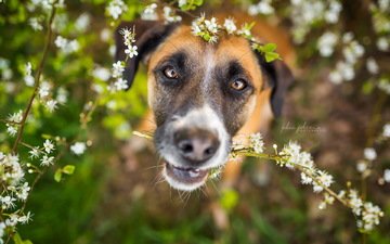цветы, природа, взгляд, собака, весна, друг