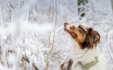 снег, зима, взгляд, собака, ошейник, австралийская овчарка, i smell winter, julia biernat