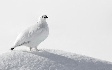 снег, птица, белая, куропатка, ptarmigan