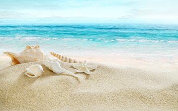 берег, море, песок, пляж, ракушки, голубая, морская звезда, рай, песка, seashells, летнее