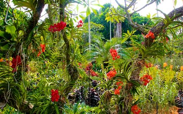 цветы, деревья, кусты, сад, орхидеи, сингапур, botanic gardens