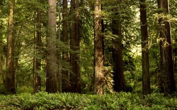 деревья, зелень, лес, парк, сша, калифорния, папоротник, redwood national and state parks, redwood national state parks