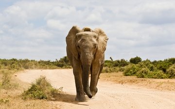 дорога, слон, животное
