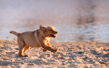 фон, море, песок, пляж, собака, щенок