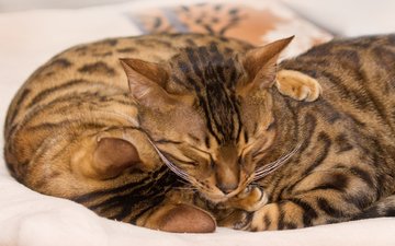 кошки, спят, окрас, бенгальские коты, обнимаются, бенгальская кошка, греюся