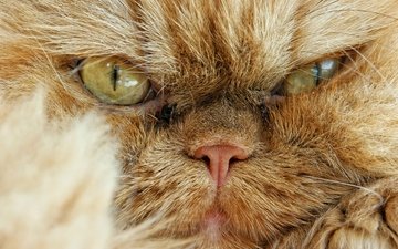 кот, мордочка, взгляд, сердитый, персидская кошка