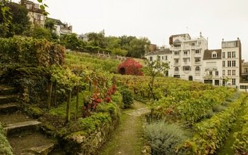 кусты, париж, франция, виноградники, сады, montmartre vineyards