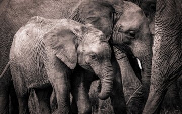 природа, слон, африка, слоны, хобот, слоненок