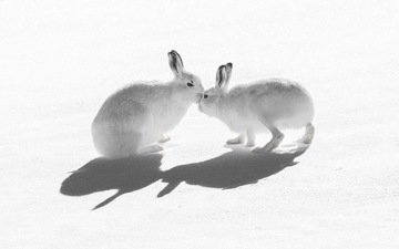 снег, природа, тень, зайцы, воздушны поцелуй, горный заяц