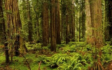 трава, деревья, лес, сша, калифорния, папоротник, redwood national and state parks, redwood national state parks