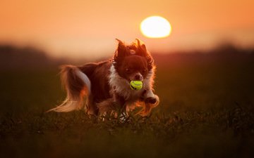 закат, взгляд, собака, игра, друг, мяч, aleksandra kielreuter