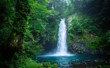 природа, лес, водопад, япония