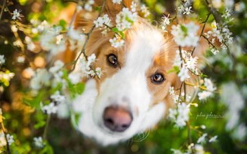 глаза, цветение, взгляд, собака, весна, друг, бордер-колли, julia poker