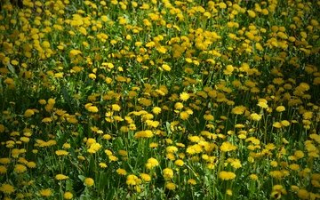 цветы, поле, одуванчики, жёлтая, желтые,  цветы