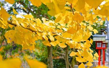 дерево, листья, макро, осень, jike furusato-mura