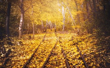 дорога, железная дорога, рельсы, листья, березы, осень