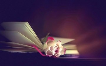 фон, цветок, роза, книга
