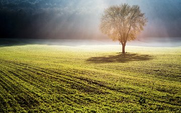 природа, дерево, туман, поле, солнечные лучи