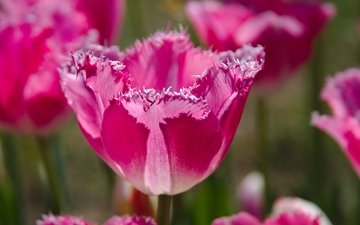 природа, бутоны, макро, лепестки, краски, весна, тюльпаны, розовые, тюльпан