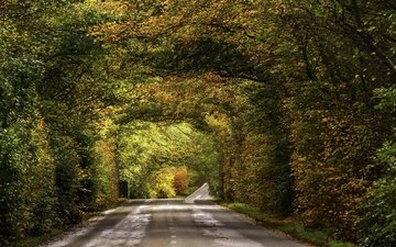 дорога, листва, осень, опадают, осен, автодорога